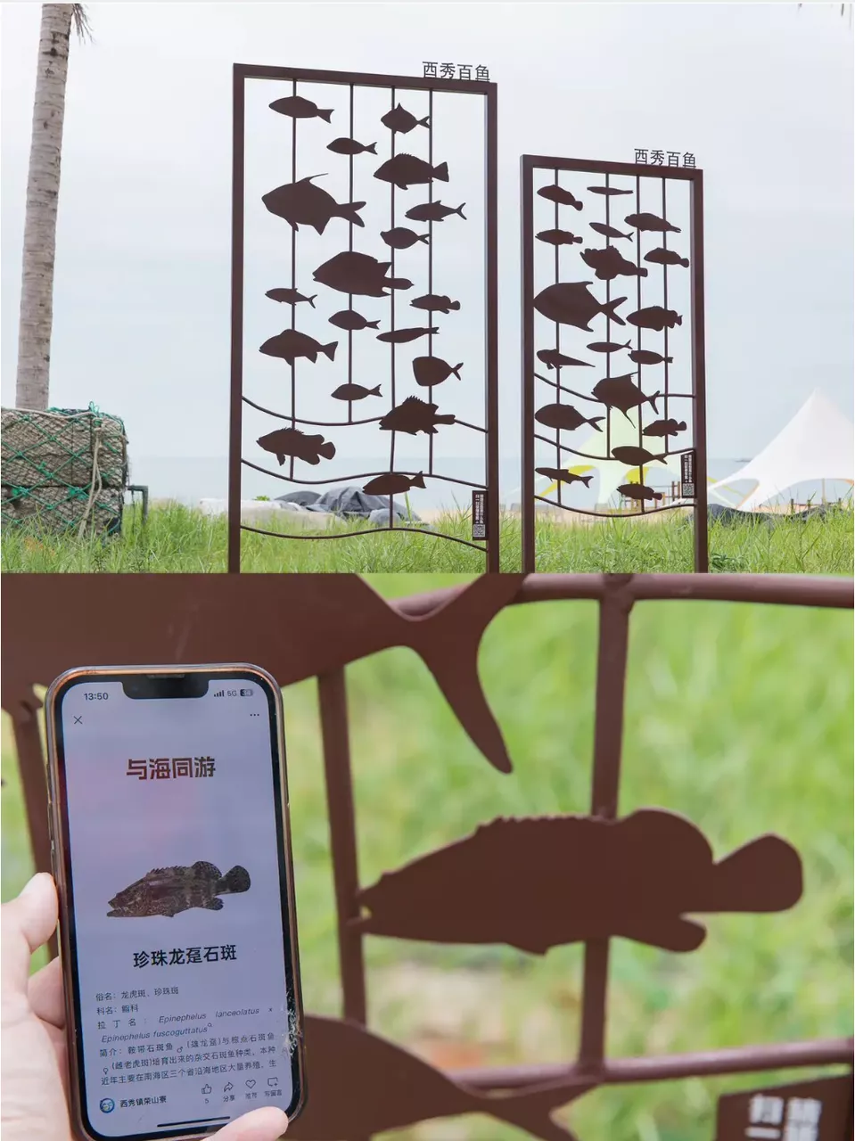 西秀百鱼墙